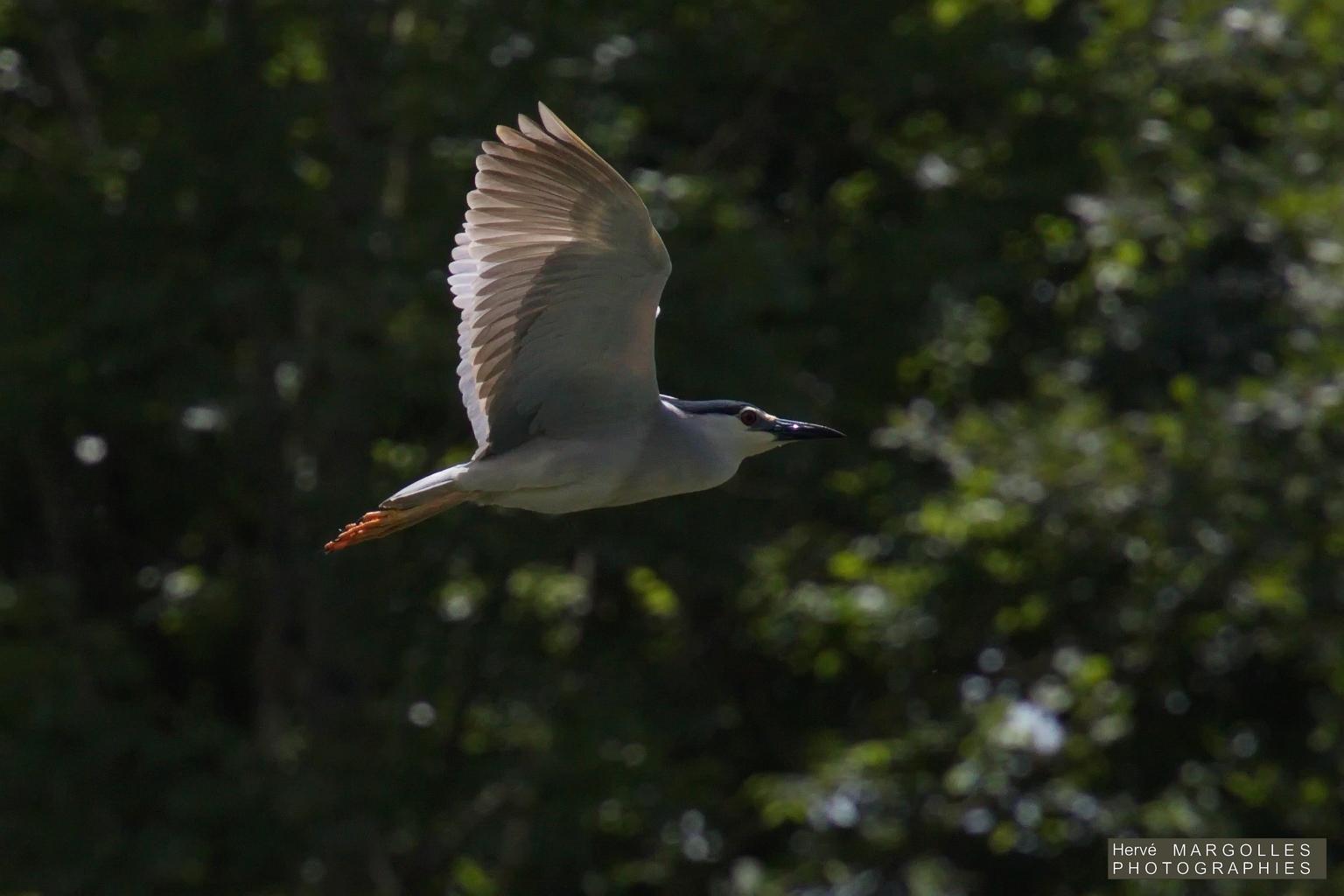 Heron bihoreau-01.jpg
